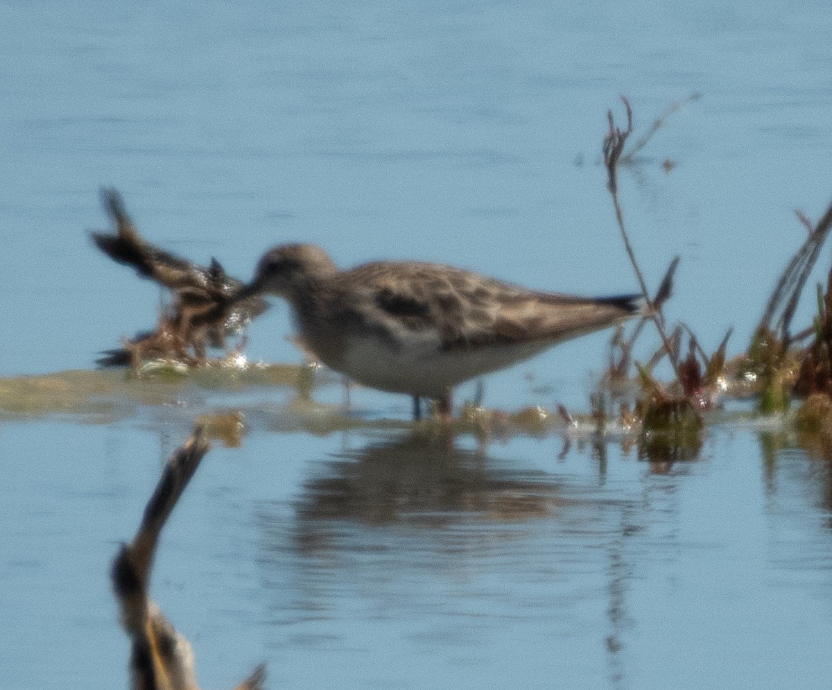 美洲尖尾濱鷸 - ML643918387