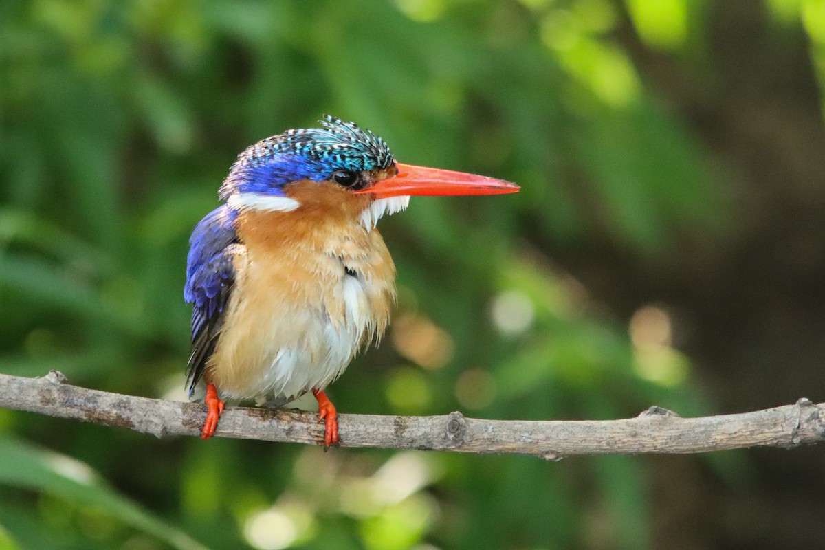 Malachite Kingfisher - ML643918392