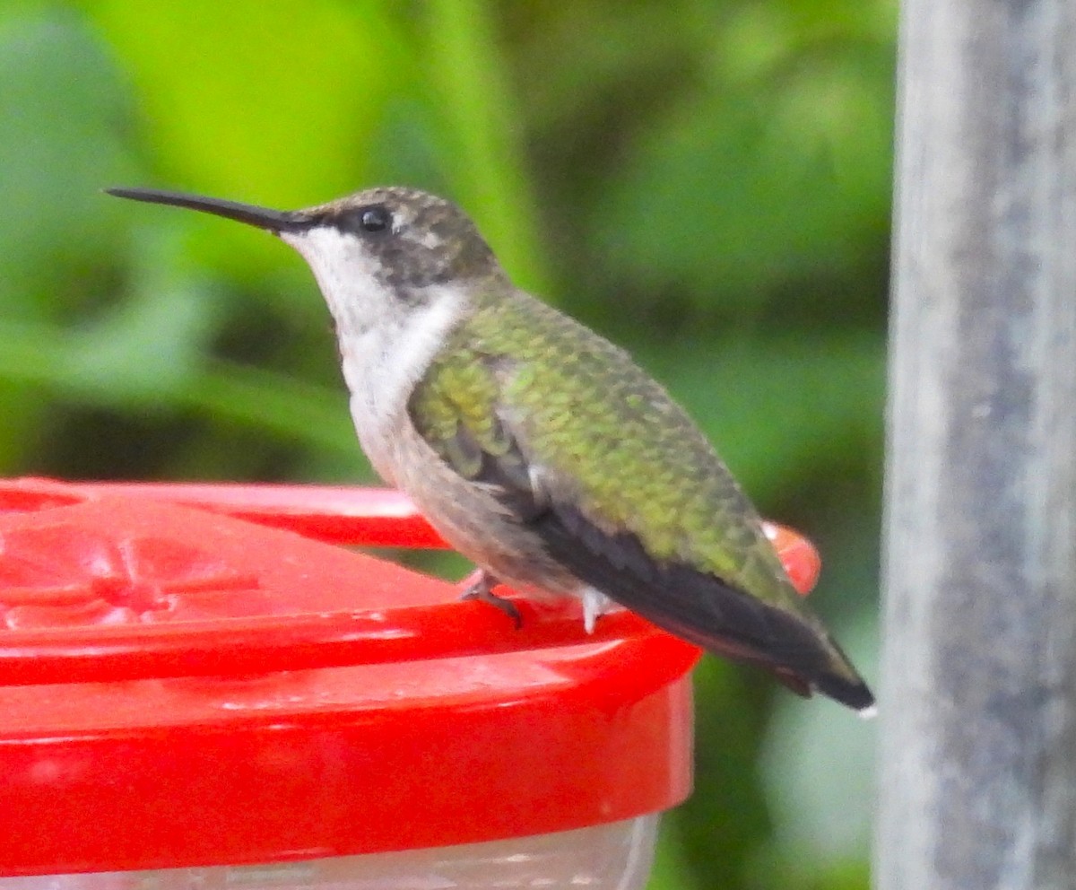 Colibri à gorge rubis - ML643918402