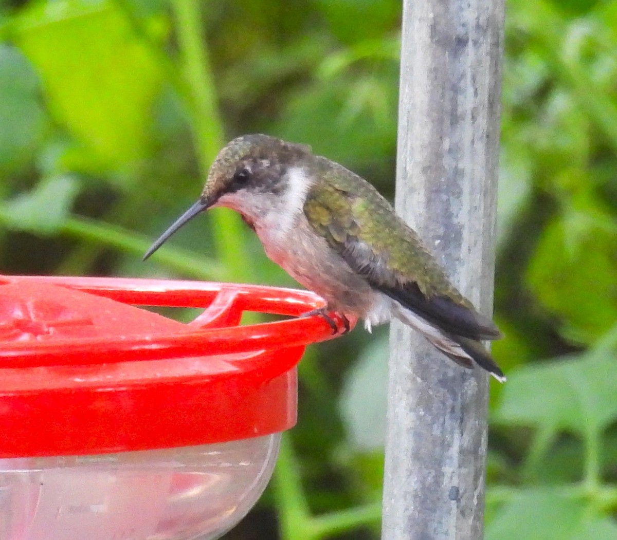 Colibri à gorge rubis - ML643918403