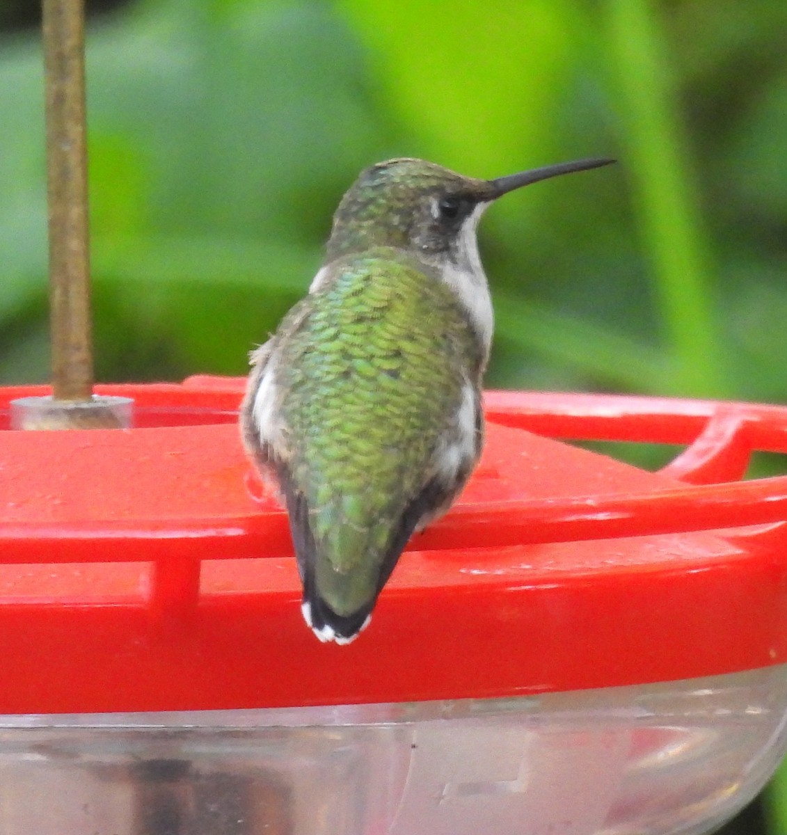Colibri à gorge rubis - ML643918404