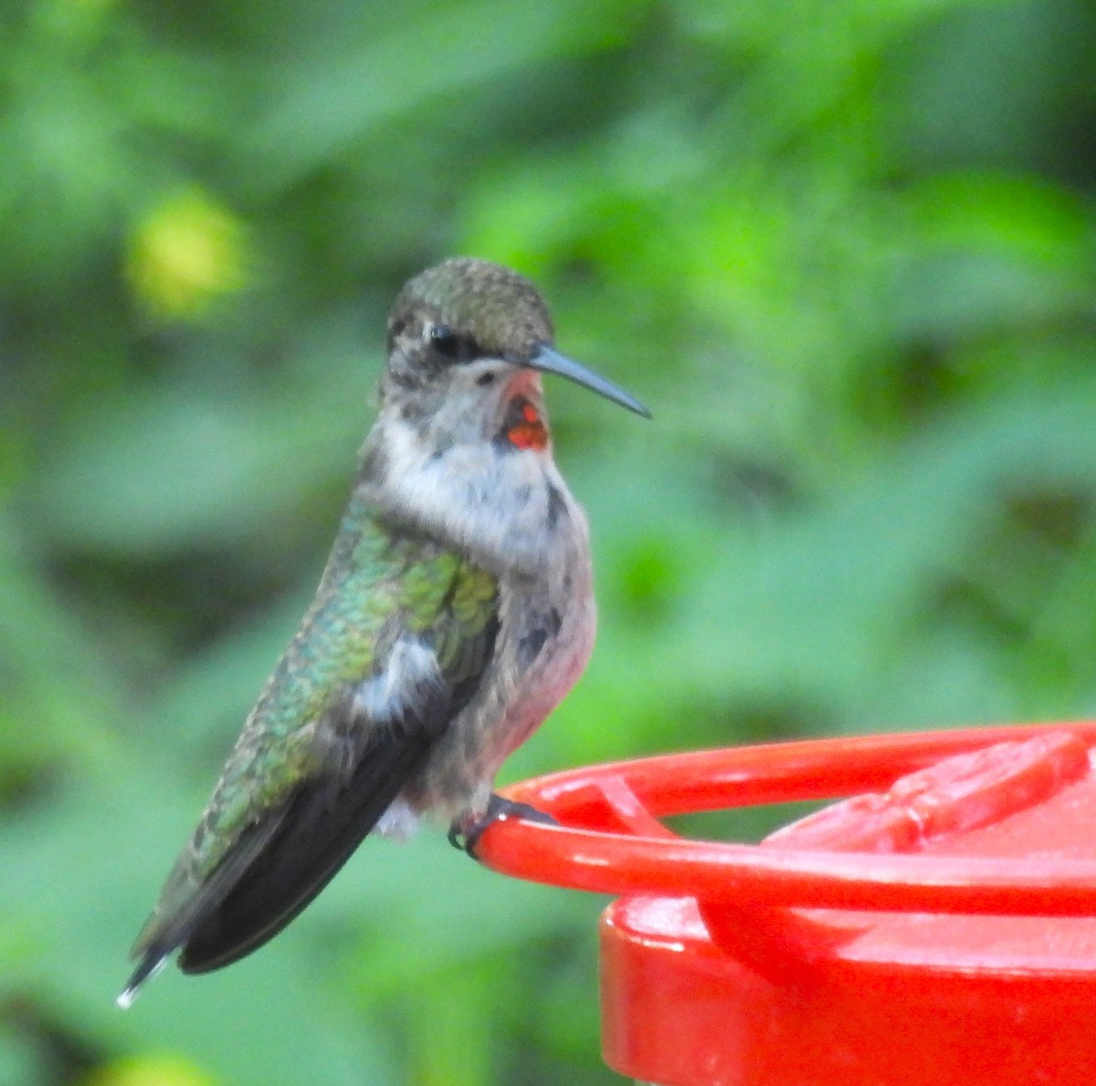 Colibri à gorge rubis - ML643918405