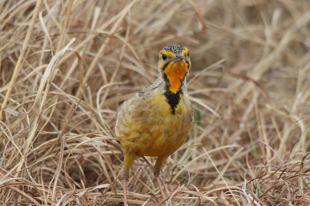 Капский шпорник - ML643918411