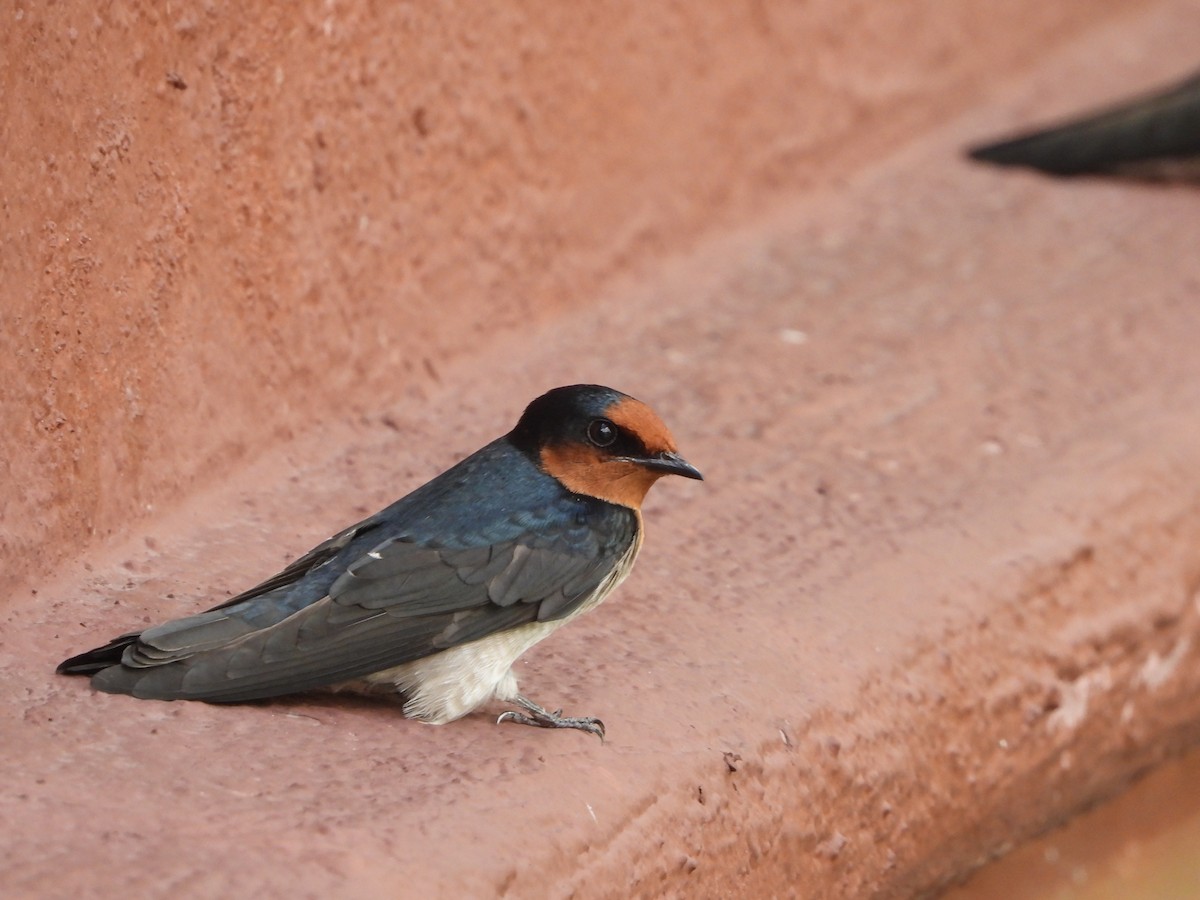 Pacific Swallow - ML643918413