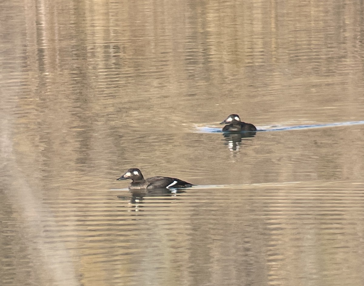 White-winged Scoter - ML643918414