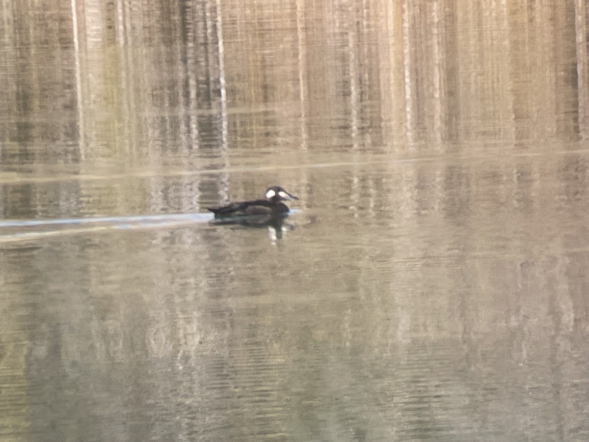 White-winged Scoter - ML643918415