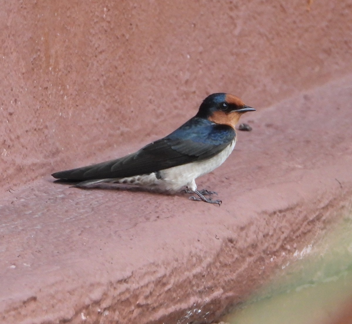 Pacific Swallow - ML643918416