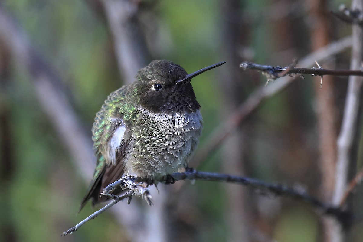 Black-chinned Hummingbird - ML643918419