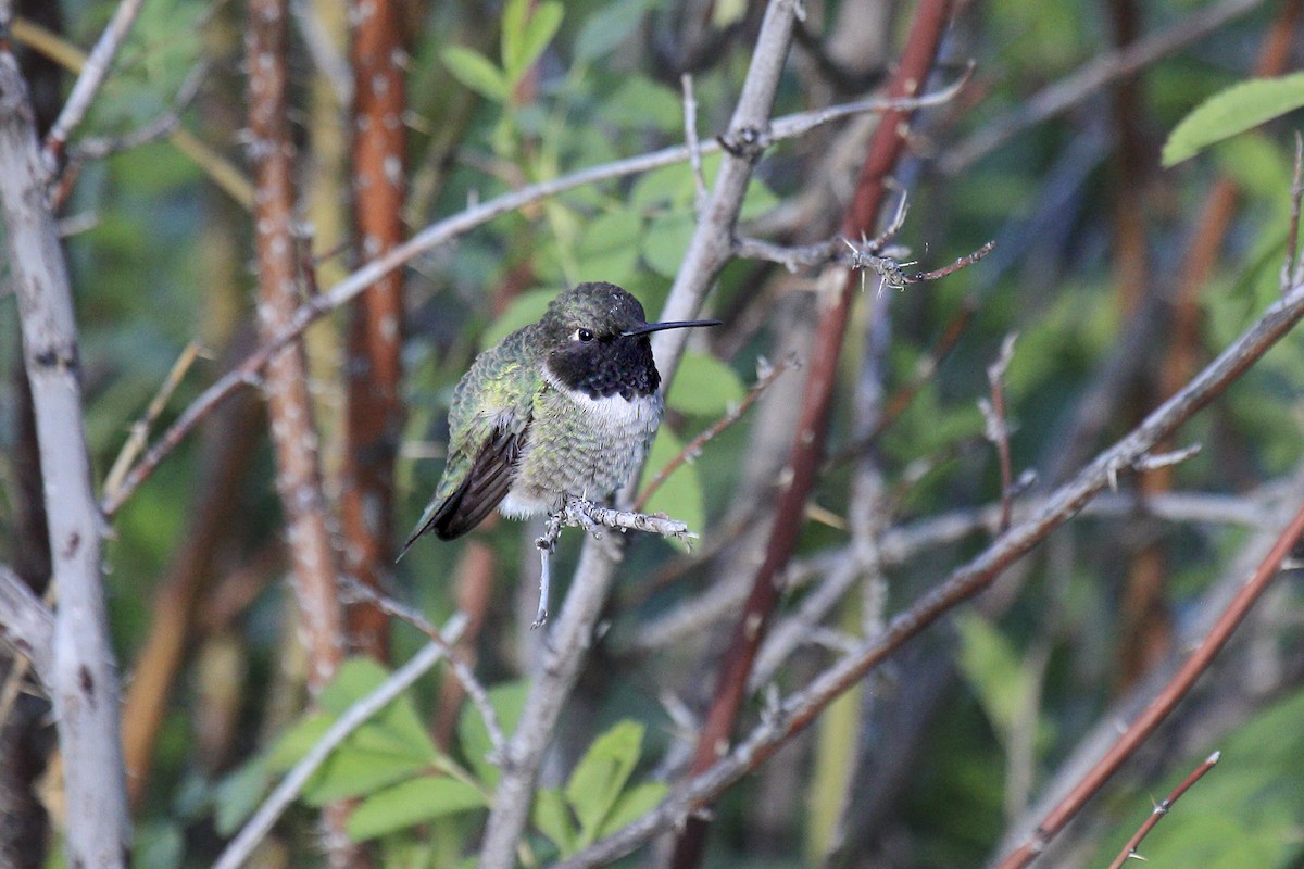Black-chinned Hummingbird - ML643918420