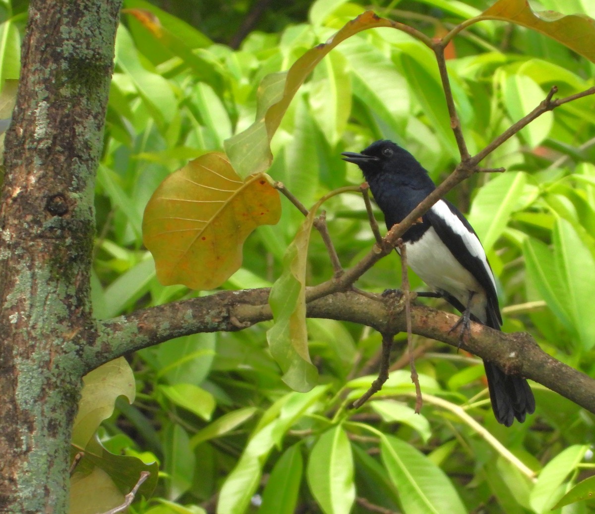 Philippine Magpie-Robin - ML643918429