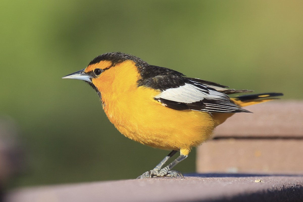 Bullock's Oriole - ML643918444