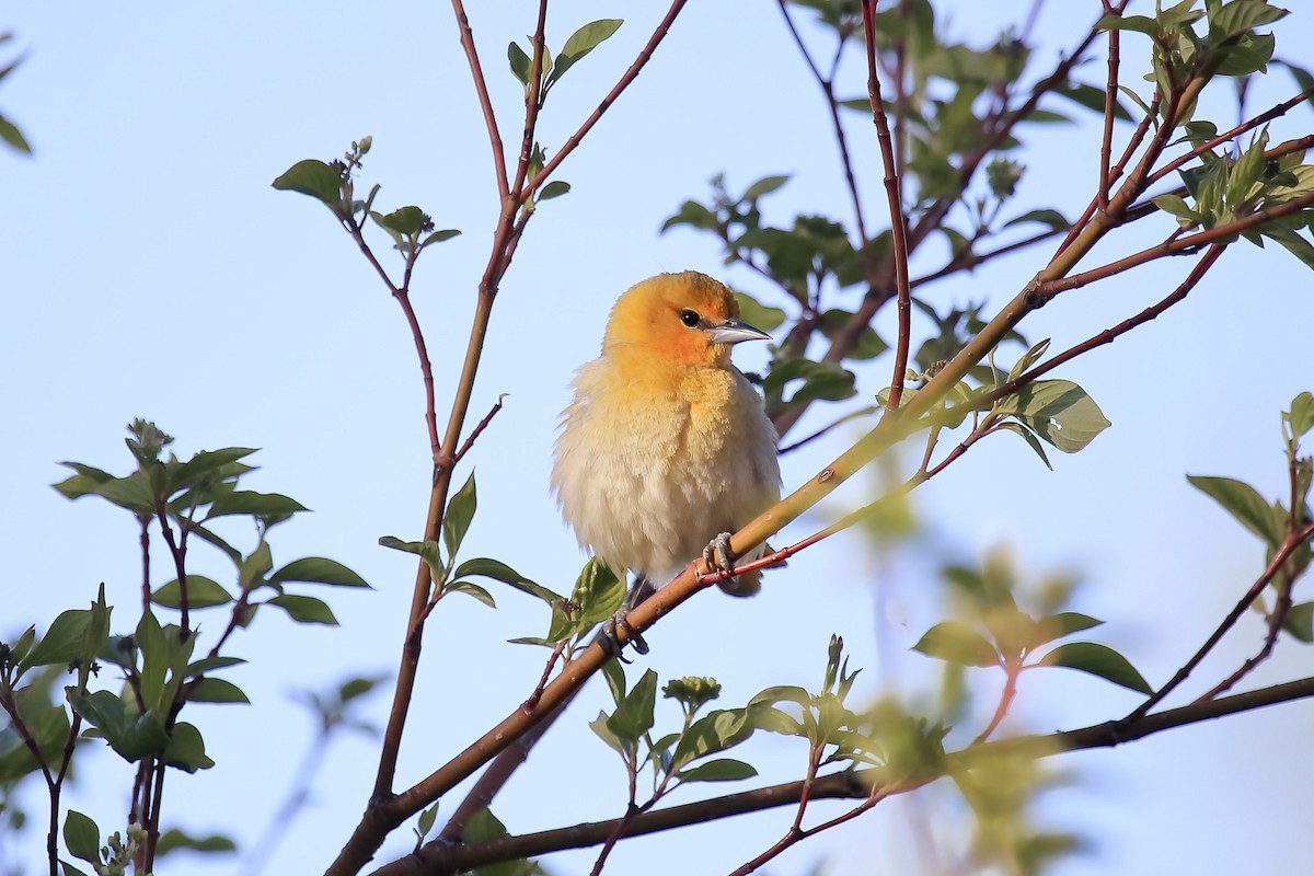 Bullock's Oriole - ML643918445