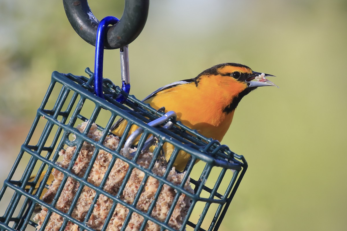 Bullock's Oriole - ML643918446