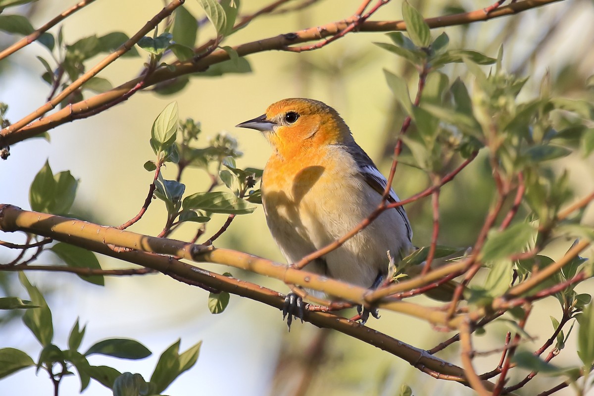 Bullock's Oriole - ML643918447