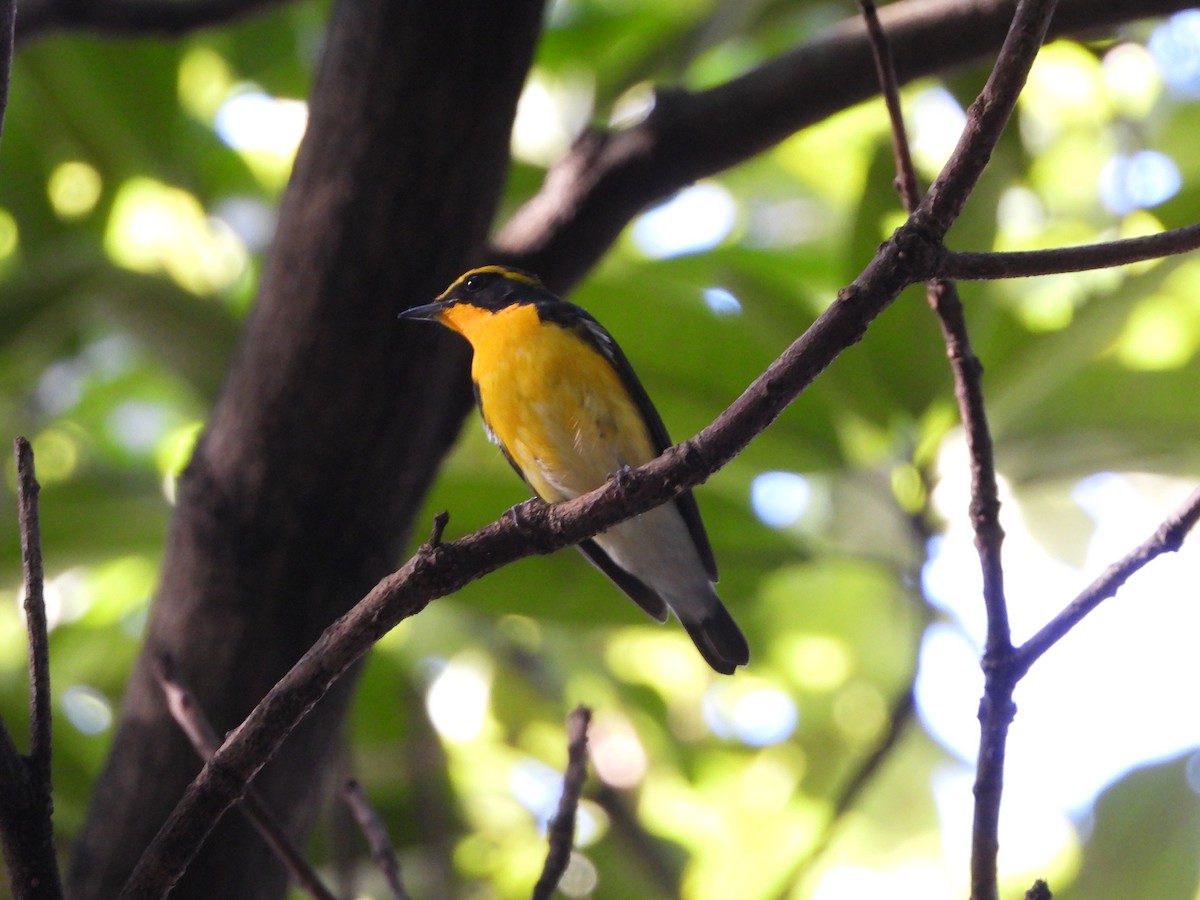 Narcissus Flycatcher - ML643918449