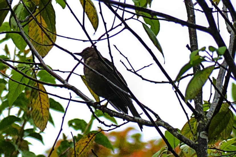 Mountain Thrush - ML643918452