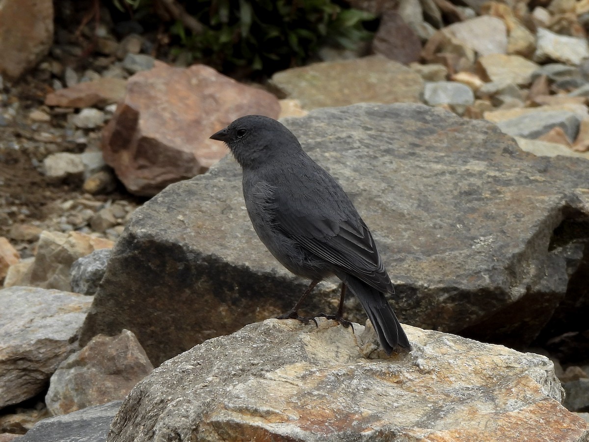 Plumbeous Sierra Finch - ML643918470