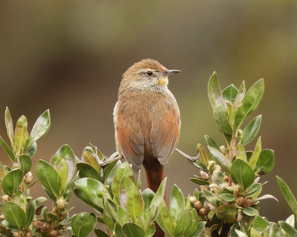 Rusty-fronted Canastero - ML643918474