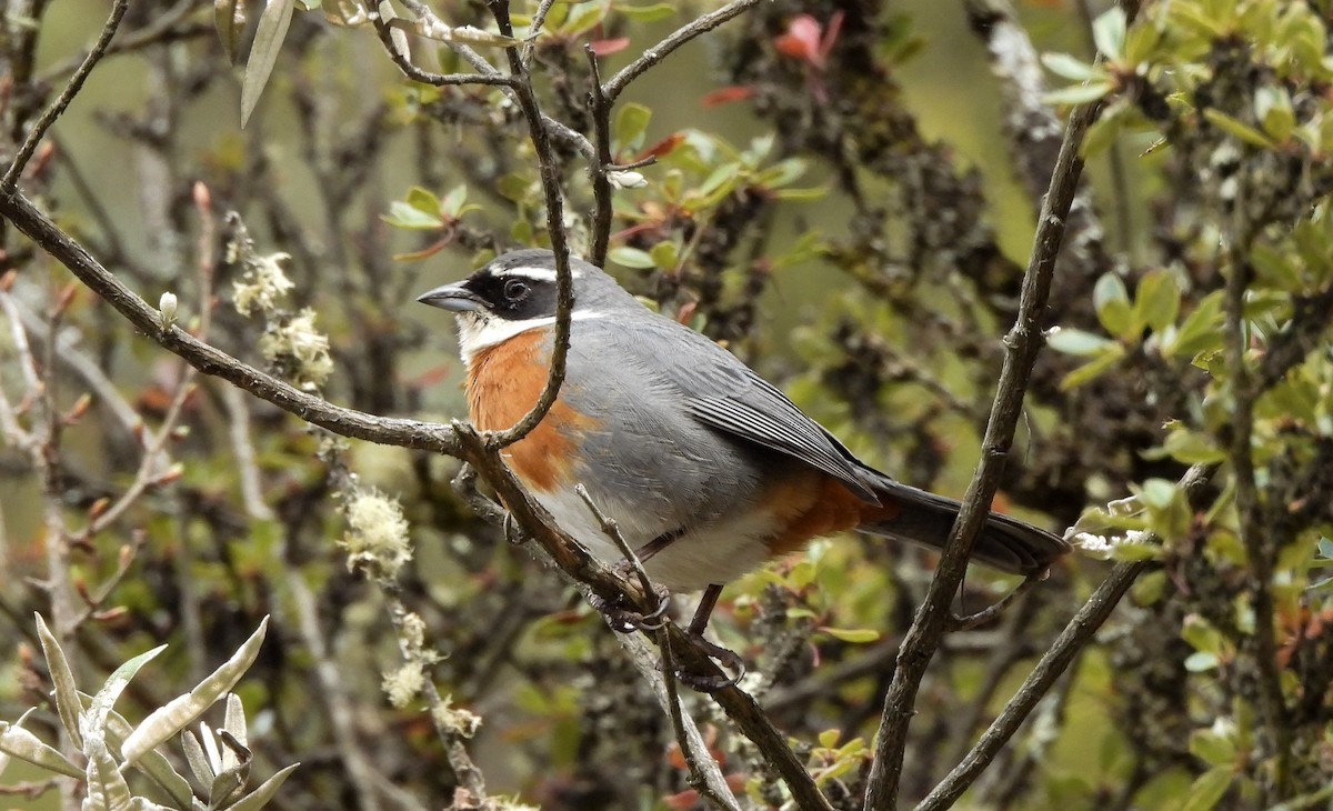 Chestnut-breasted Mountain Finch - ML643918480