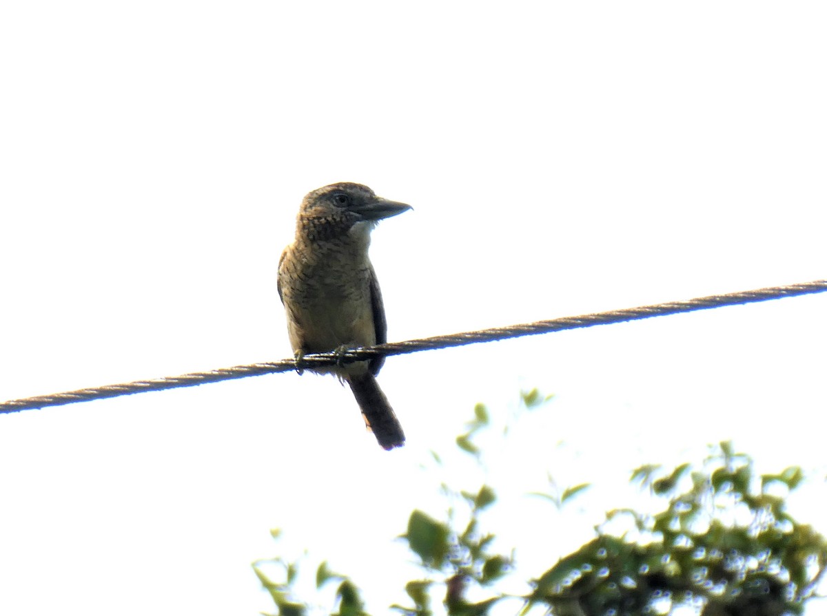 Barred Puffbird - ML643918485