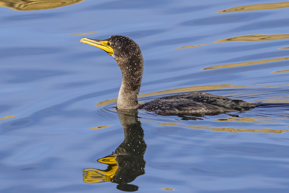 Double-crested Cormorant - ML643918500