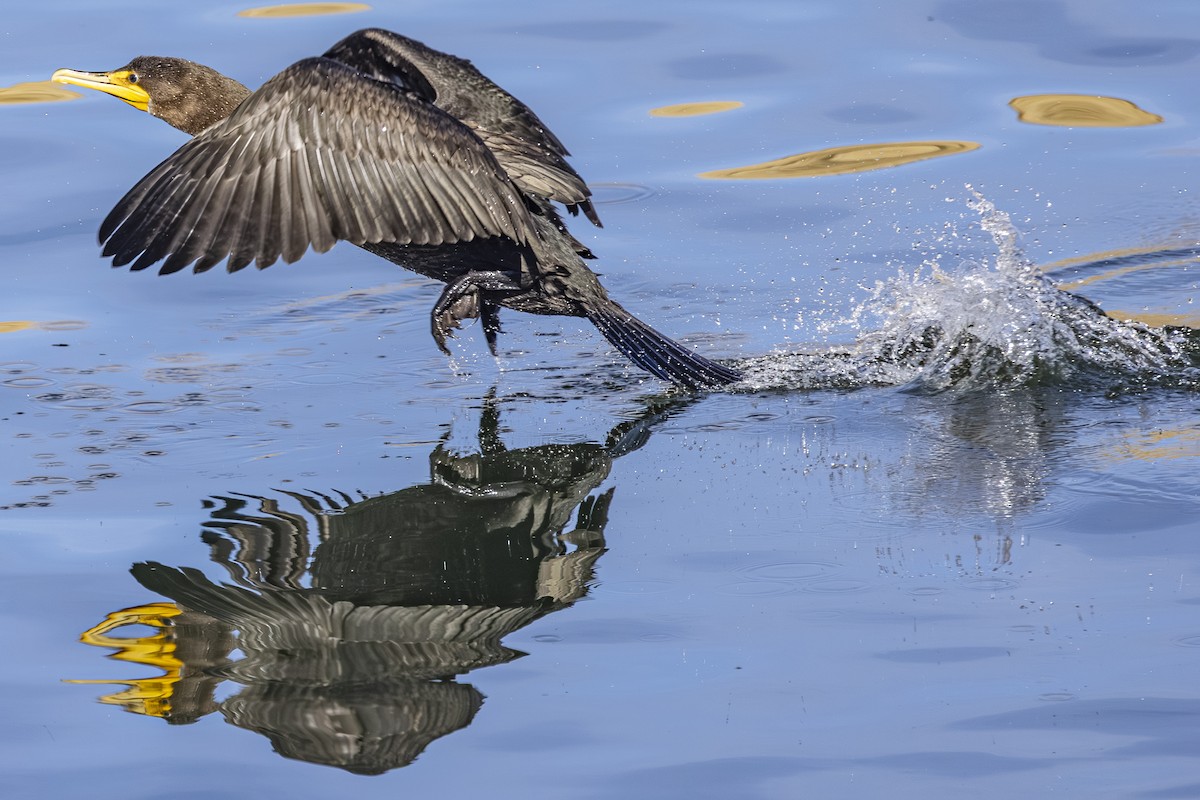 Double-crested Cormorant - ML643918505