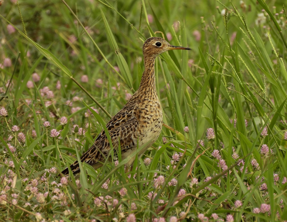 Upland Sandpiper - ML643918508