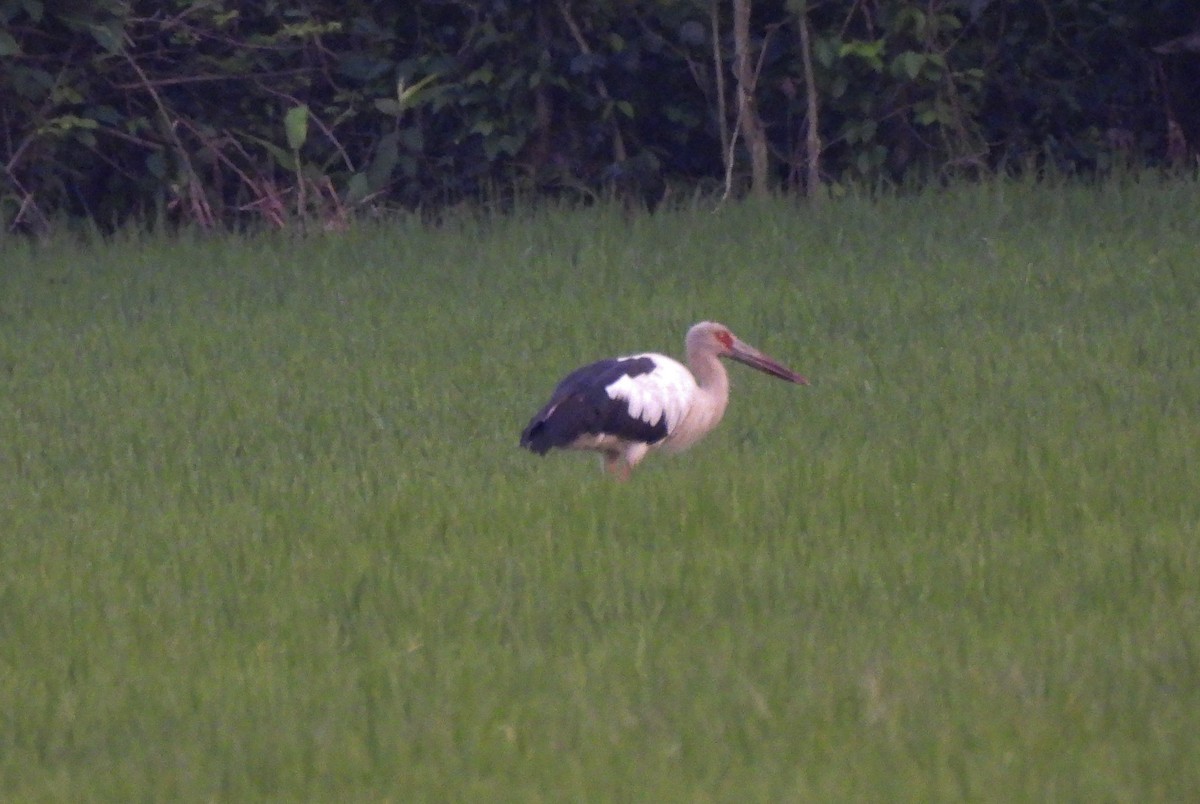 Maguari Stork - ML643918509