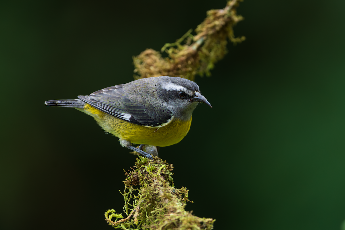 Bananaquit - ML643918515