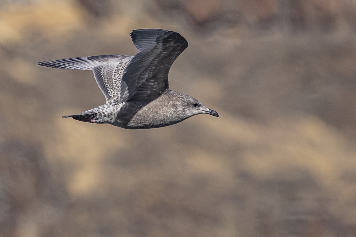 American Herring Gull - ML643918517