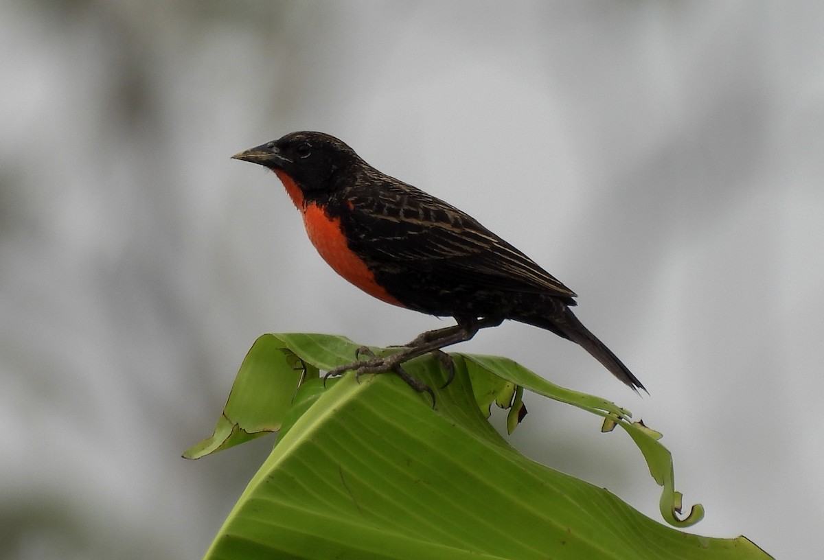 Red-breasted Meadowlark - ML643918527