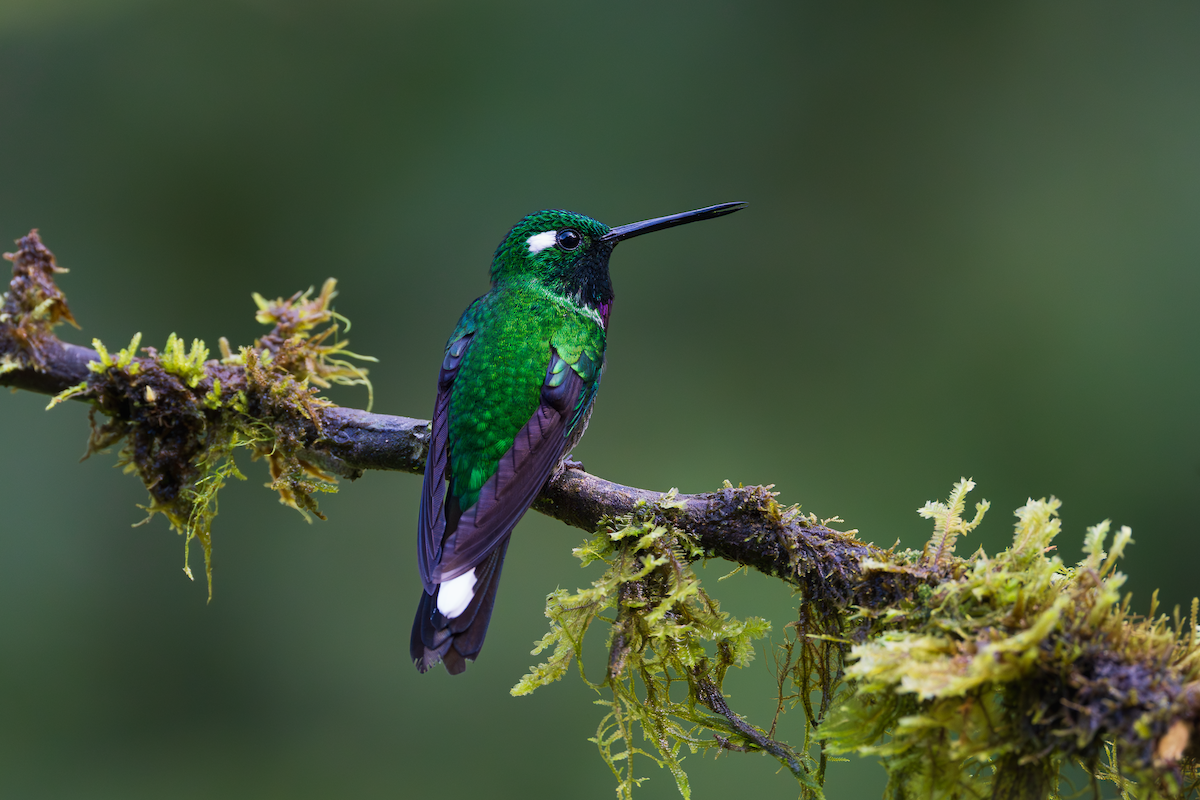 Purple-bibbed Whitetip - ML643918529