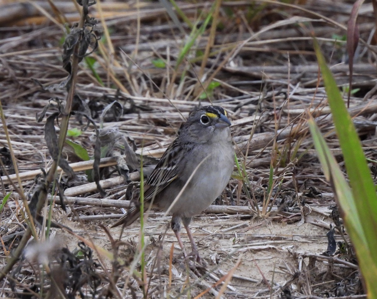 Grassland Sparrow - ML643918530