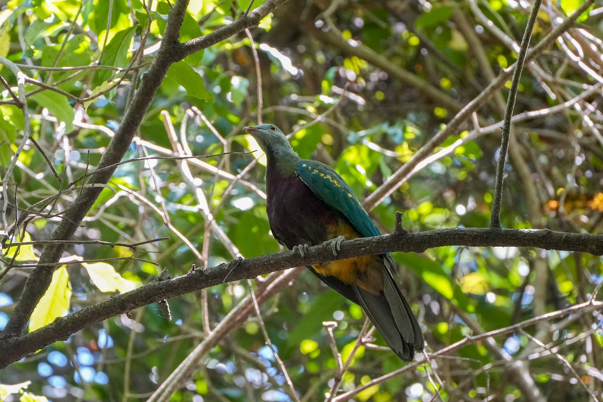 Wompoo Fruit-Dove - ML643918546
