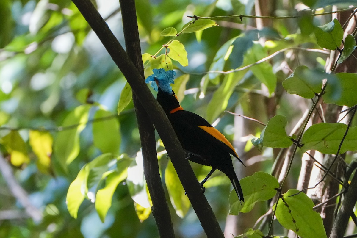 Regent Bowerbird - ML643918561