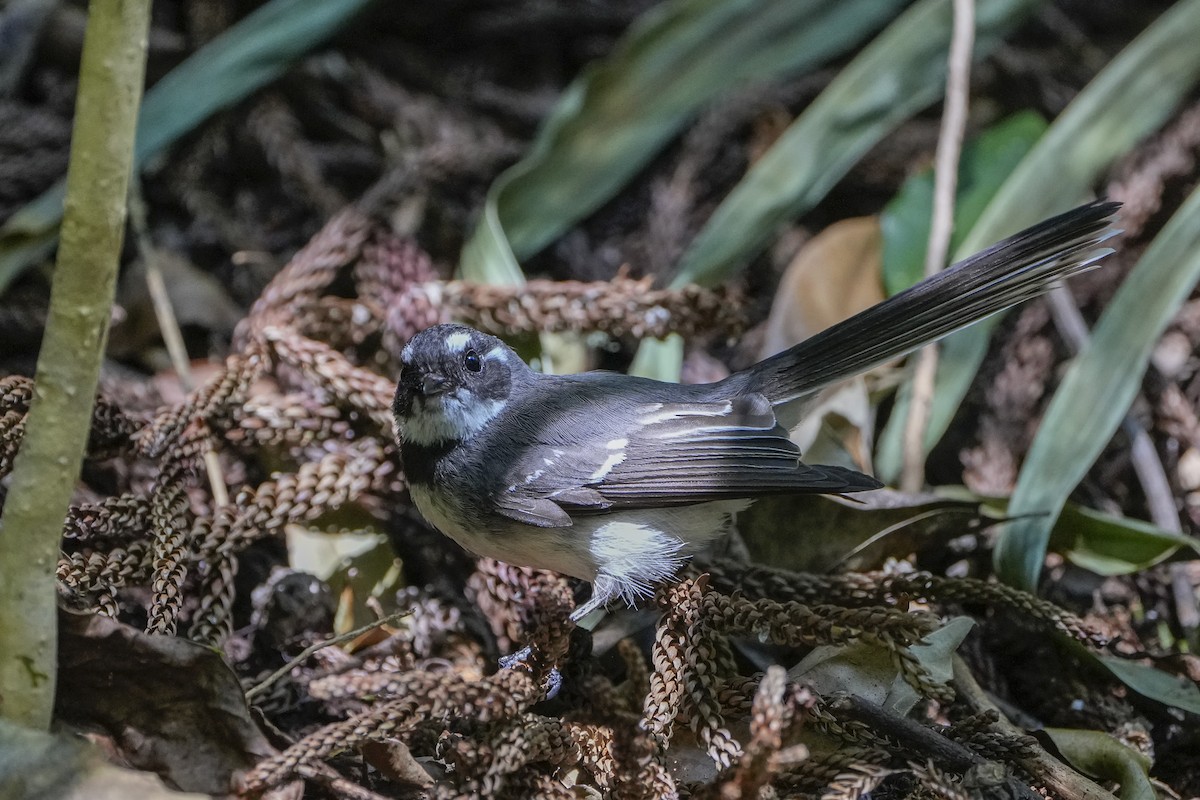 Gray Fantail - ML643918563