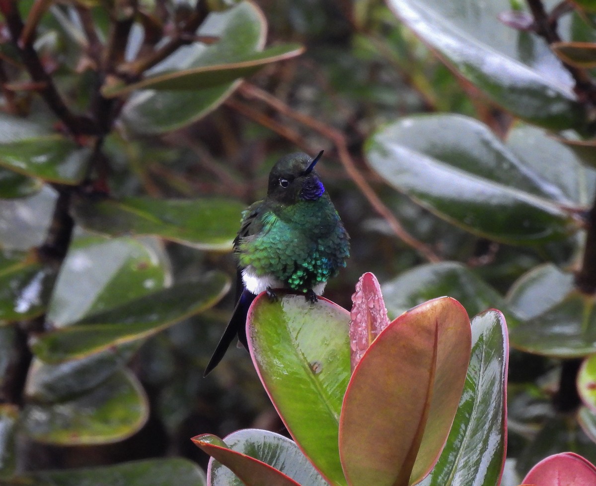 Glowing Puffleg - ML643918584