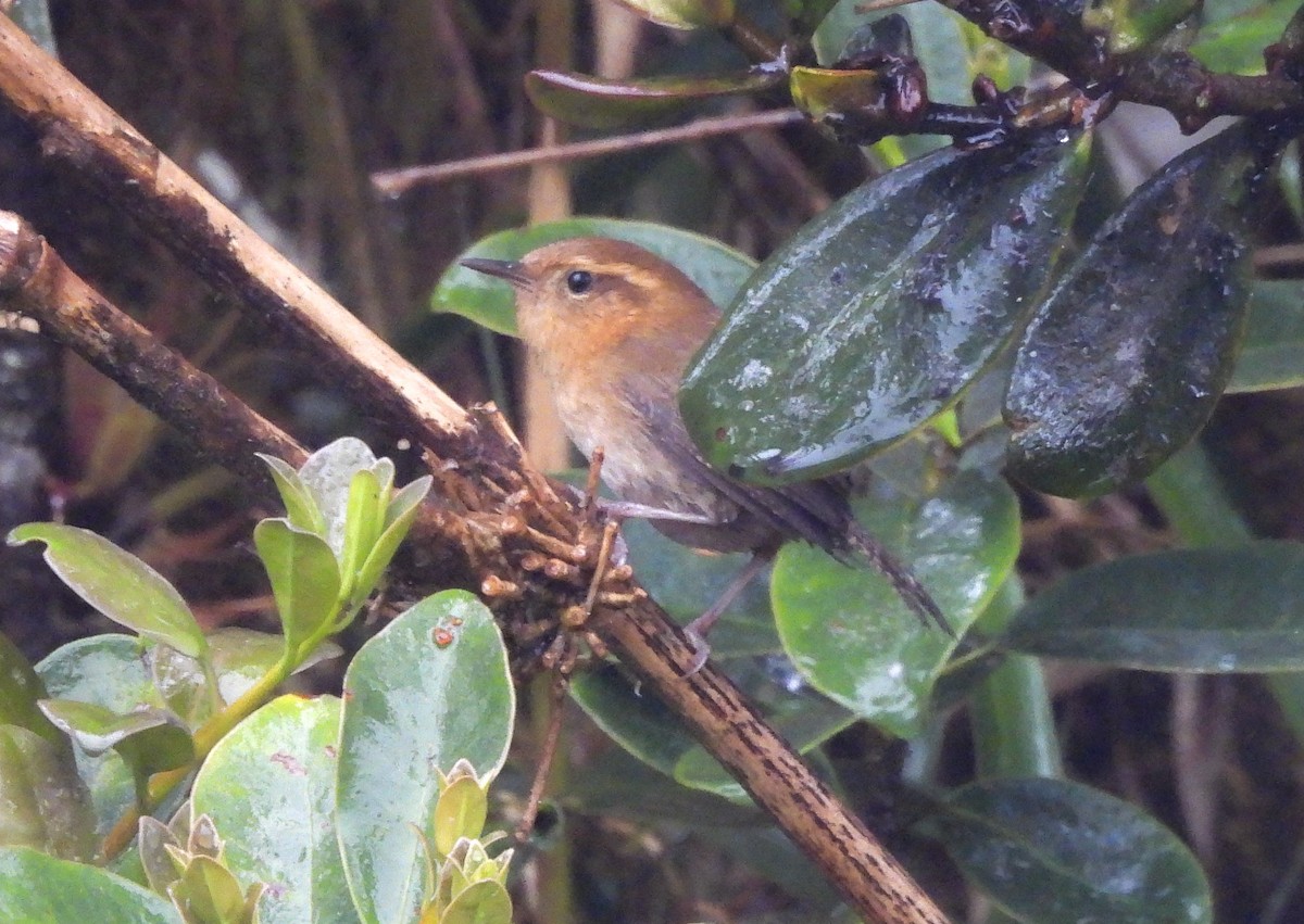 Mountain Wren - ML643918589