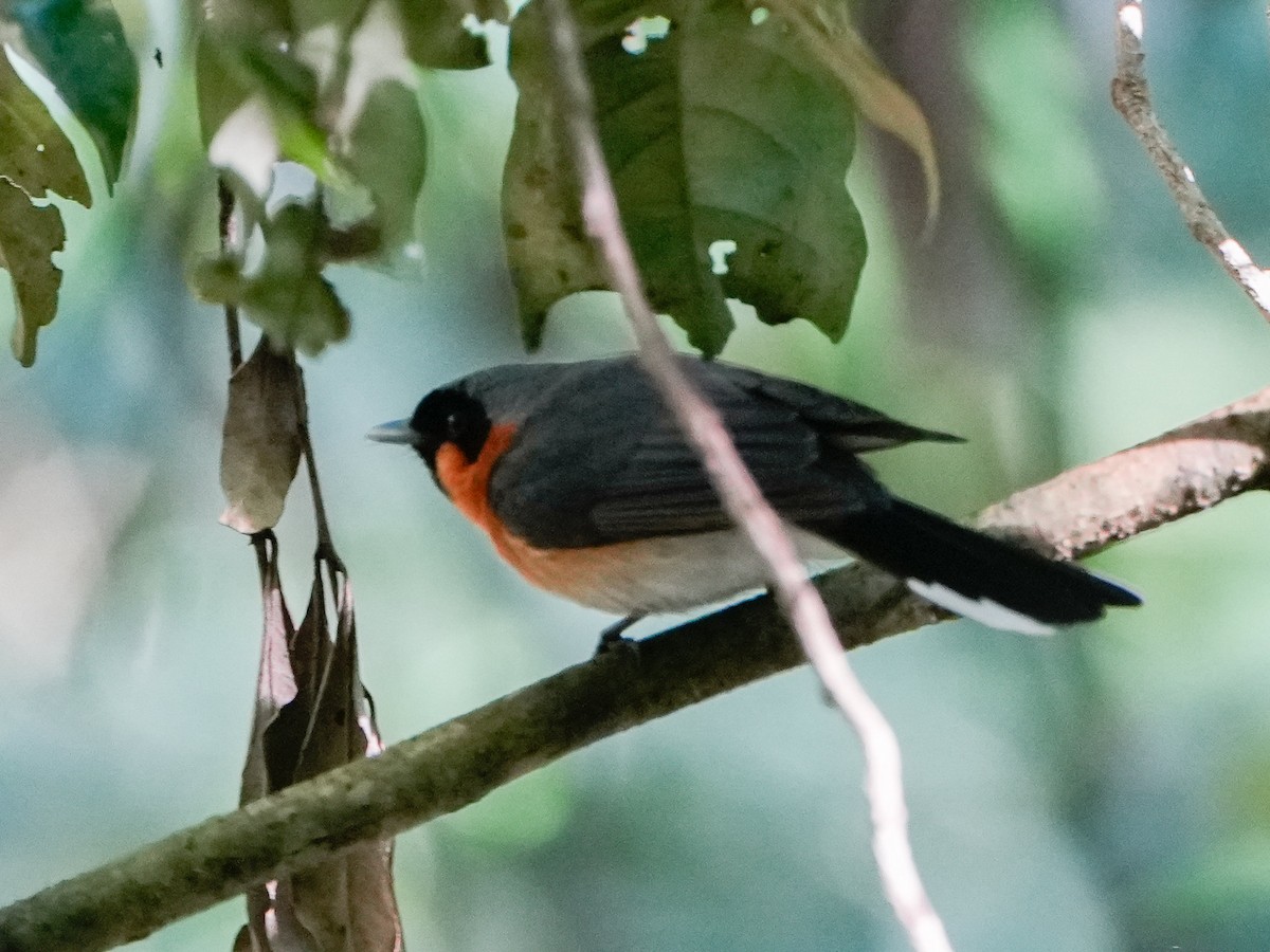 Australian Spectacled Monarch - ML643918593