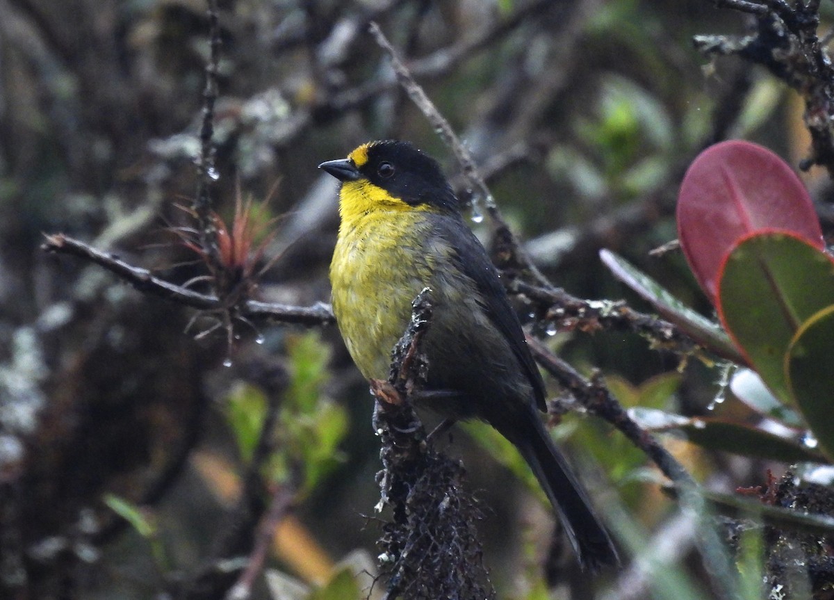 Pale-naped Brushfinch - ML643918594