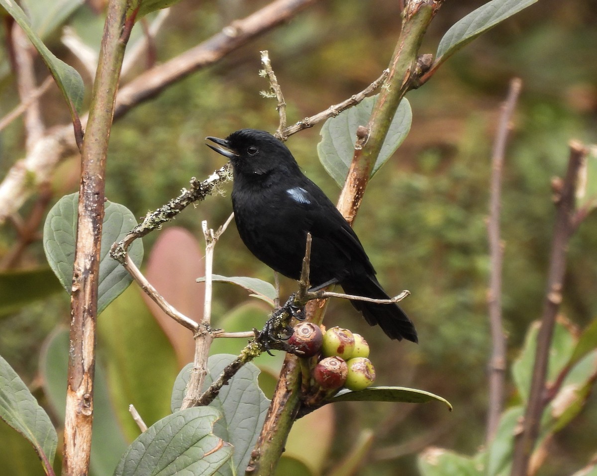 Glossy Flowerpiercer - ML643918599