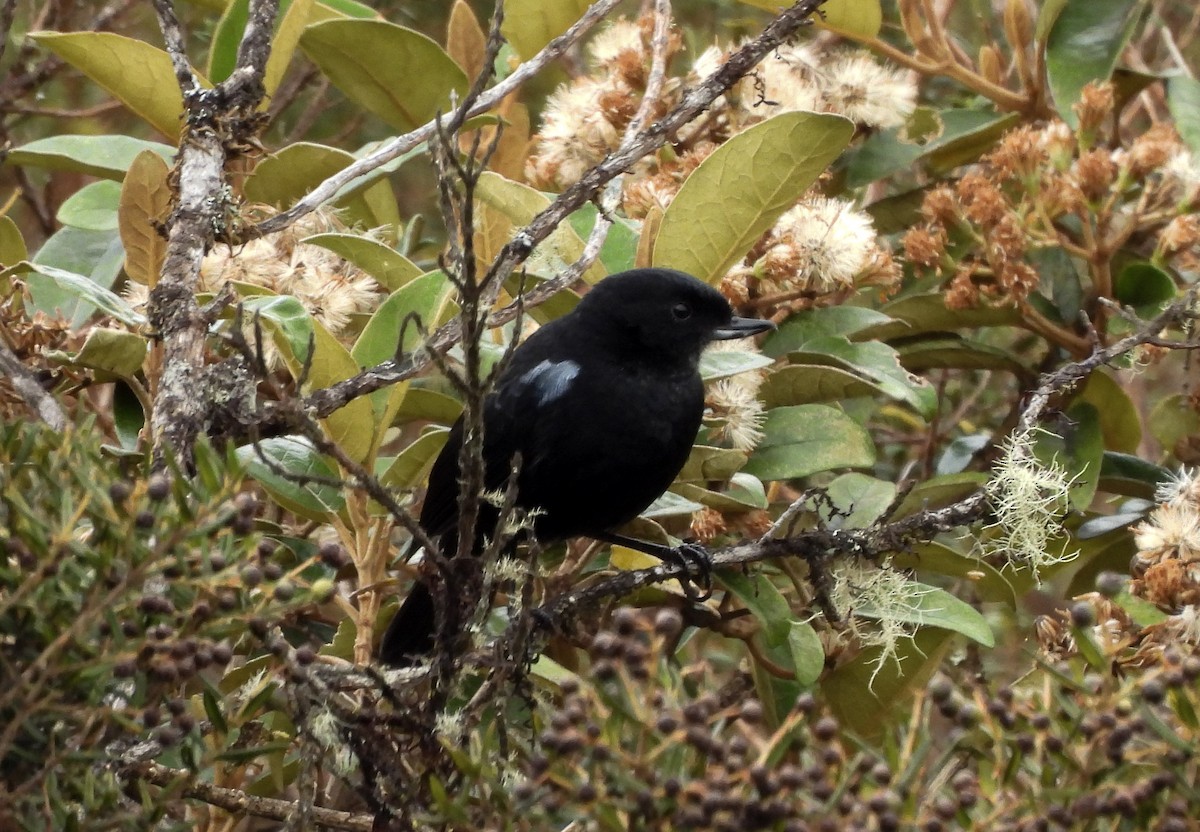 Glossy Flowerpiercer - ML643918600