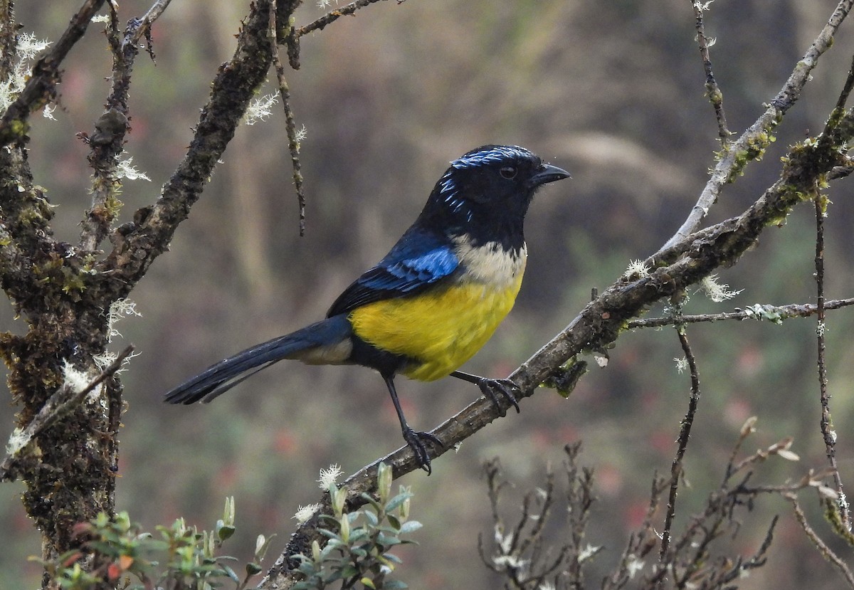 Buff-banded Mountain Tanager - ML643918611