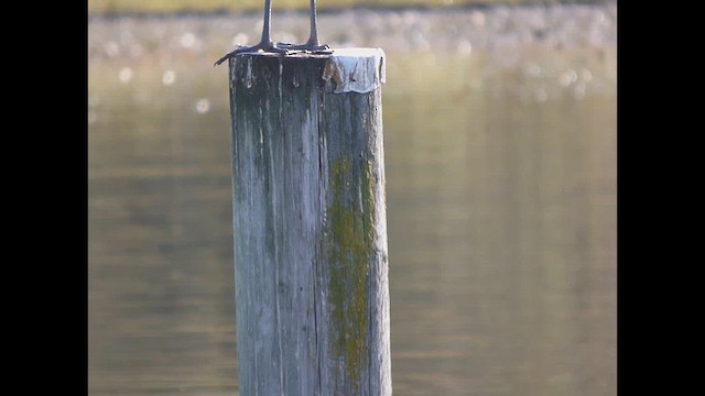 Amerika Gri Balıkçılı - ML643918618