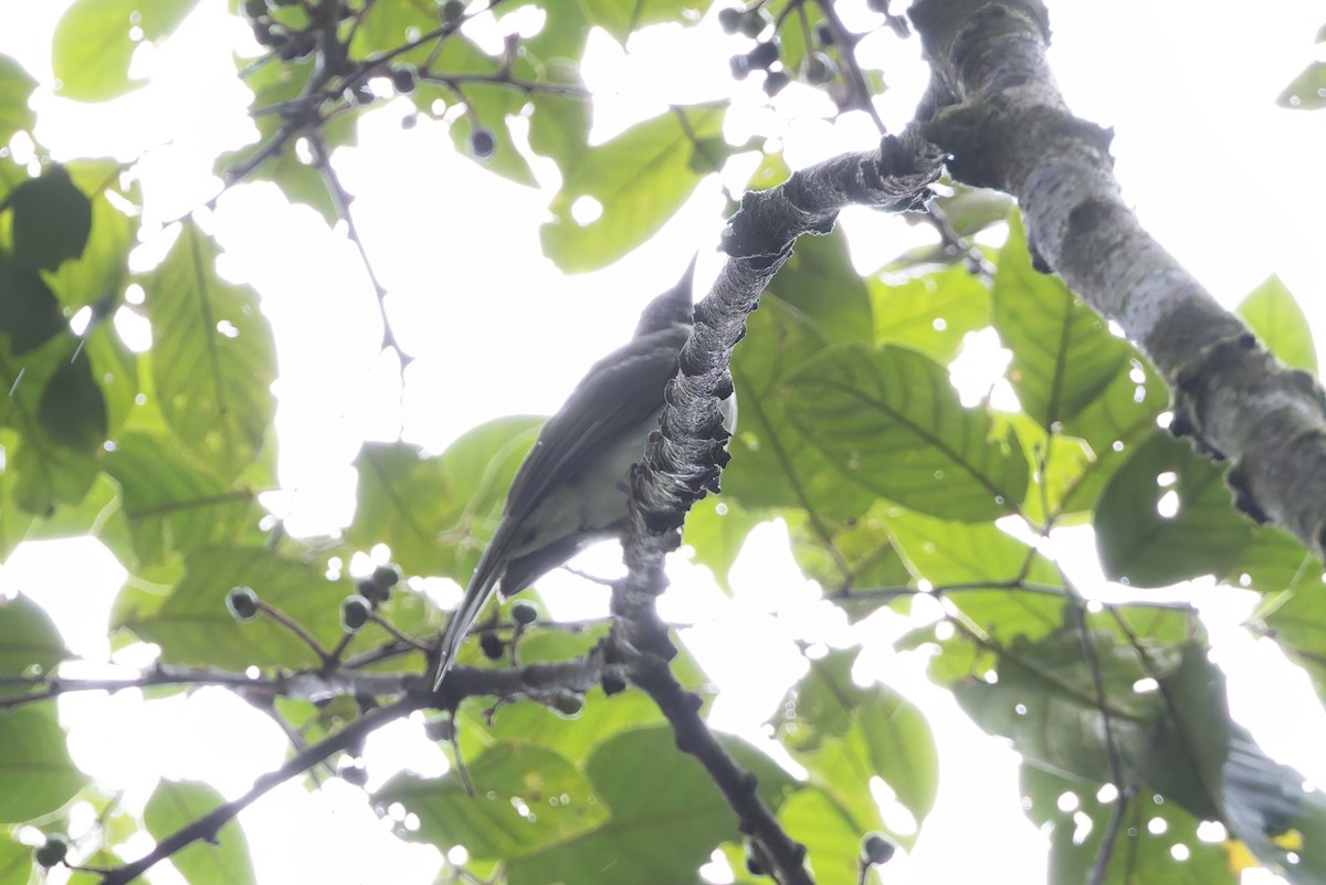 Streaked Bulbul - ML643918619