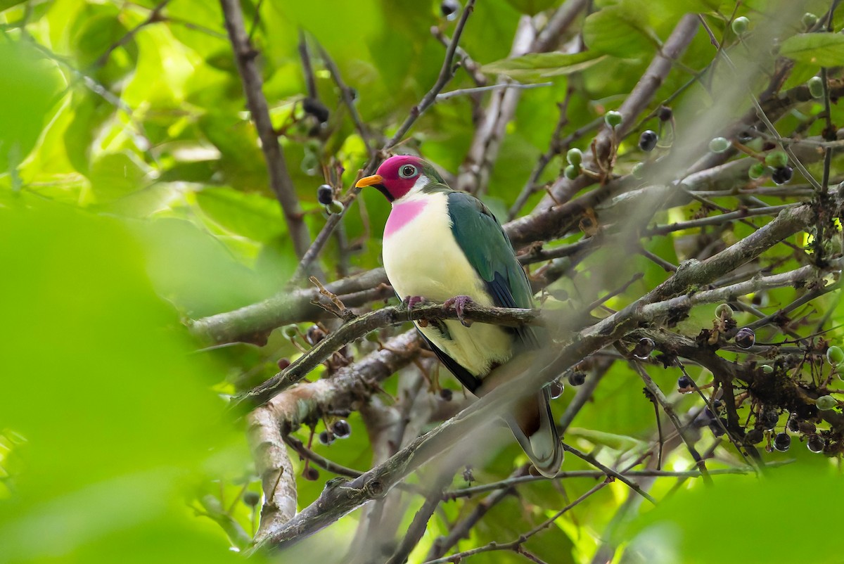 ボタンバト - ML643918622