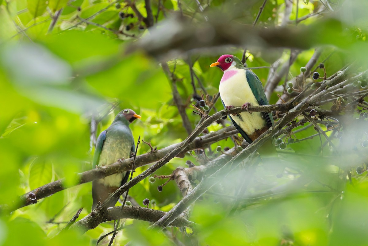 ボタンバト - ML643918623