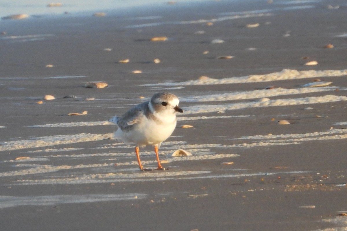 Piping Plover - ML643918624