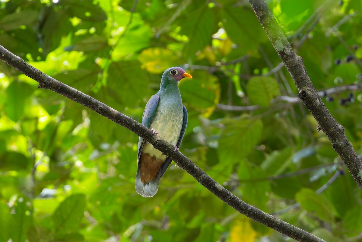 ボタンバト - ML643918625