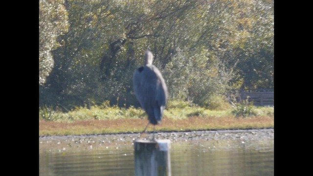 Amerika Gri Balıkçılı - ML643918626